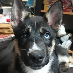 Meet your Posher, Thomas